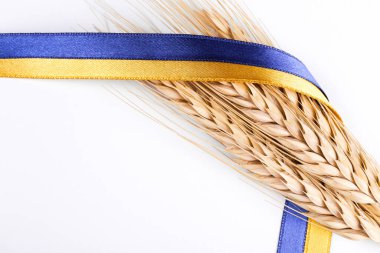 A single golden wheat ear and a ribbon in colors of a Ukrainian flag isolated on white background. 2022 wheat crisis concept. Copy space for text, close up.
