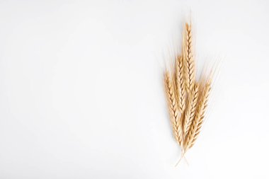 Bunch of golden wheat ears isolated on white background. Harvesting season concept. Copy space for text, closeup.