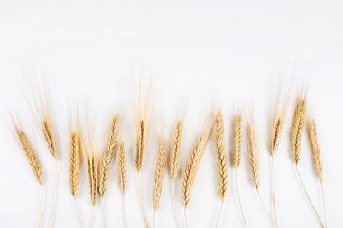 Bunch of golden wheat ears isolated on white background. Harvesting season concept. Copy space for text, closeup.