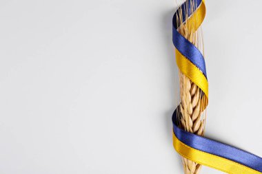 A single golden wheat ear and a ribbon in colors of a Ukrainian flag isolated on white background. 2022 wheat crisis concept. Copy space for text, close up.