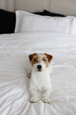 Cute wire haired Jack Russel terrier puppy with folded ears on a bed with white linens. Small broken coated doggy on white bedsheets. Close up, copy space, background.