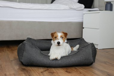 Portrait of super cute wire haired Jack Russell Terrier puppy in the dog bed. Small broken coated doggy with funny fur stains resting in a lounger. Close up, copy space, background.
