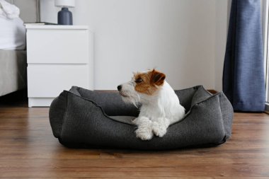 Portrait of super cute wire haired Jack Russell Terrier puppy in the dog bed. Small broken coated doggy with funny fur stains resting in a lounger. Close up, copy space, background.