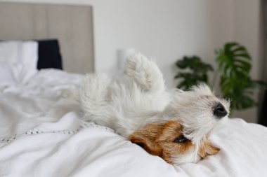 Super cute wire haired Jack Russel terrier puppy with folded ears on a bed with white linens. Small broken coated doggy on white bedsheets in a bedroom. Close up, copy space, background.