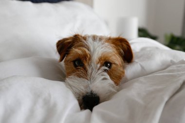 Super cute wire haired Jack Russel terrier puppy with folded ears on a bed with gray linens. Small broken coated doggy on white bedsheets in a bedroom. Close up, copy space, background.