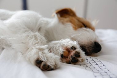 Super cute wire haired Jack Russel terrier puppy with folded ears on a bed with gray linens. Small broken coated doggy on white bedsheets in a bedroom. Close up, copy space, background.