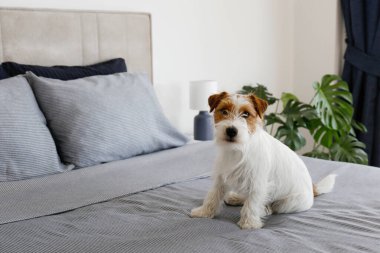 Super cute wire haired Jack Russel terrier puppy with folded ears on a bed with gray linens. Small broken coated doggy on white bedsheets in a bedroom. Close up, copy space, background.