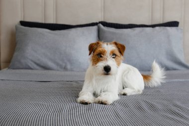 Super cute wire haired Jack Russel terrier puppy with folded ears on a bed with gray linens. Small broken coated doggy on white bedsheets in a bedroom. Close up, copy space, background.