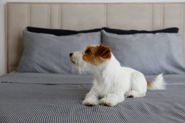 Super cute wire haired Jack Russel terrier puppy with folded ears on a bed with gray linens. Small broken coated doggy on white bedsheets in a bedroom. Close up, copy space, background.