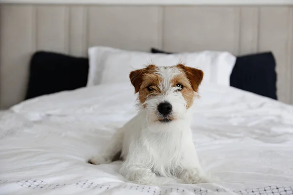 Cute Wire Haired Jack Russel Terrier Puppy Folded Ears Bed — ストック写真