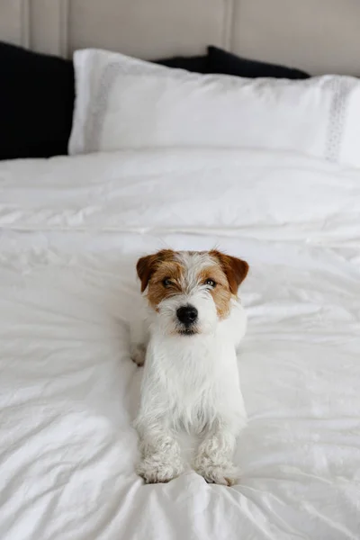 Cute Wire Haired Jack Russel Terrier Puppy Folded Ears Bed — Stok fotoğraf
