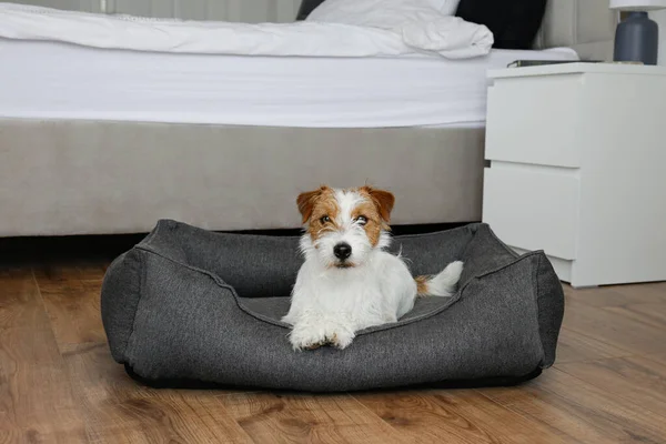 Portrait Super Cute Wire Haired Jack Russell Terrier Puppy Dog — Fotografia de Stock