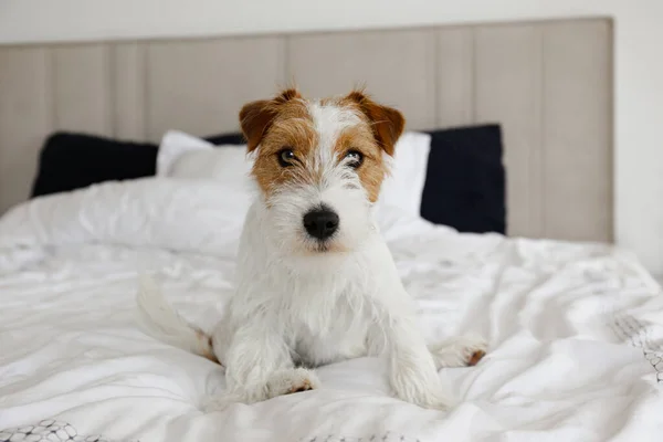 Super Cute Wire Haired Jack Russel Terrier Puppy Folded Ears — 图库照片