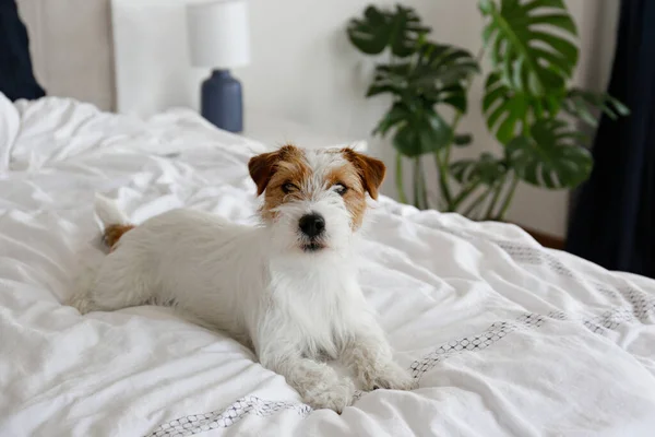 Super Cute Wire Haired Jack Russel Terrier Puppy Folded Ears — Foto de Stock