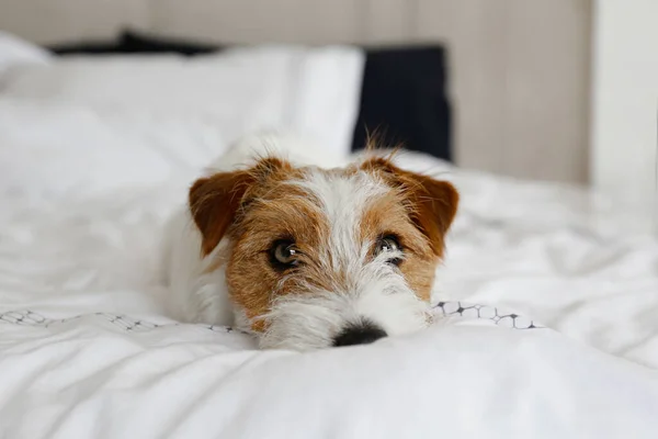 Super Cute Wire Haired Jack Russel Terrier Puppy Folded Ears — ストック写真