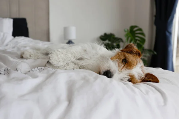 Super Cute Wire Haired Jack Russel Terrier Puppy Folded Ears — Stockfoto