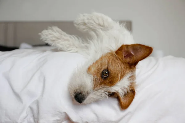 Super Cute Wire Haired Jack Russel Terrier Puppy Folded Ears — ストック写真