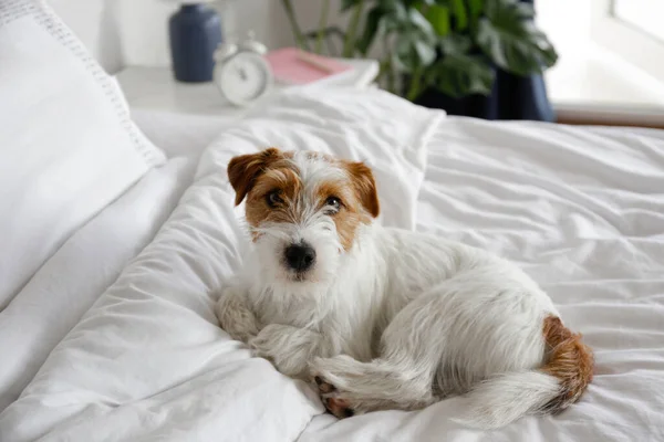 Super Cute Wire Haired Jack Russel Terrier Puppy Folded Ears — 图库照片