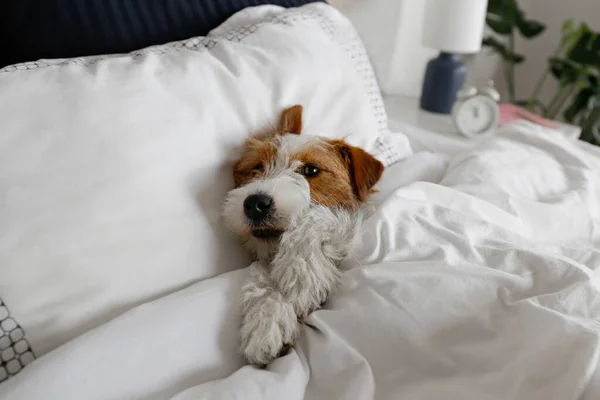 Super Cute Wire Haired Jack Russel Terrier Puppy Folded Ears — Zdjęcie stockowe