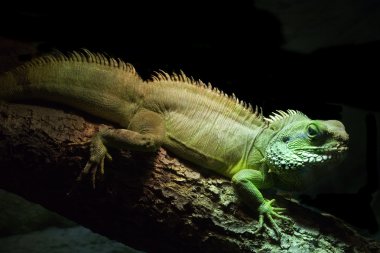 Yeşil iguana