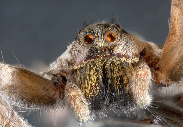 Araña lobo —  Fotos de Stock