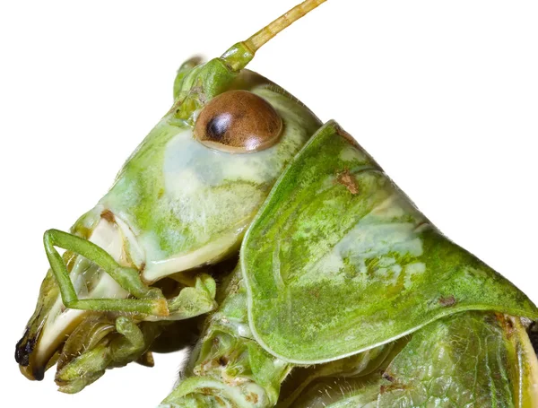 Locust huvud cutout — Stockfoto