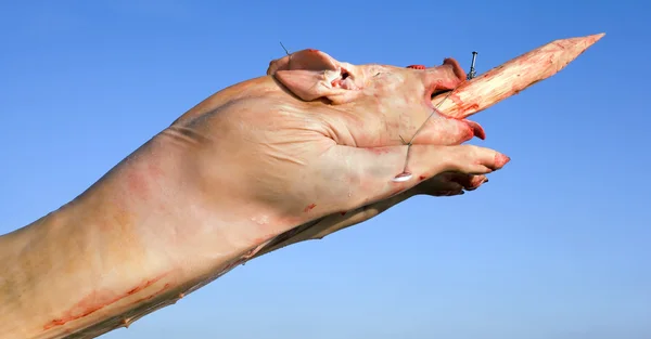 Raw Pig — Stock Photo, Image