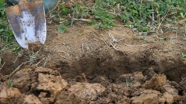 Aarde graven door tuinieren spade — Stockvideo