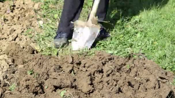 Soil Digging — Stock Video