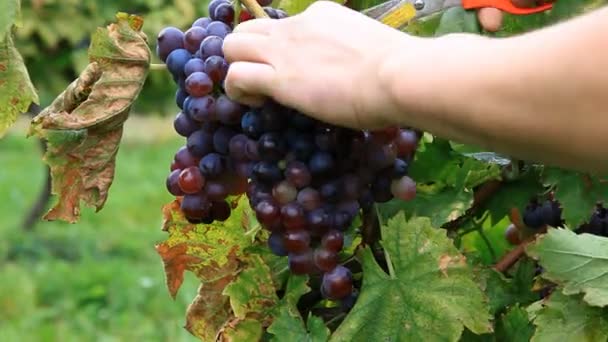 Colheita de uvas — Vídeo de Stock