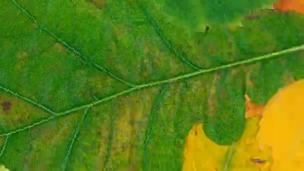 Leaf background — Stock Video