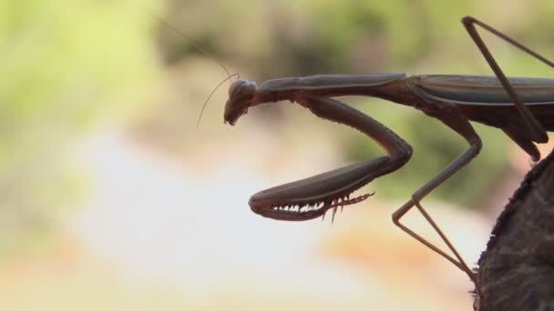 Praying mantis — Stock Video