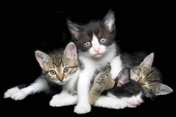 Recorte de gatos domésticos jovens — Fotografia de Stock