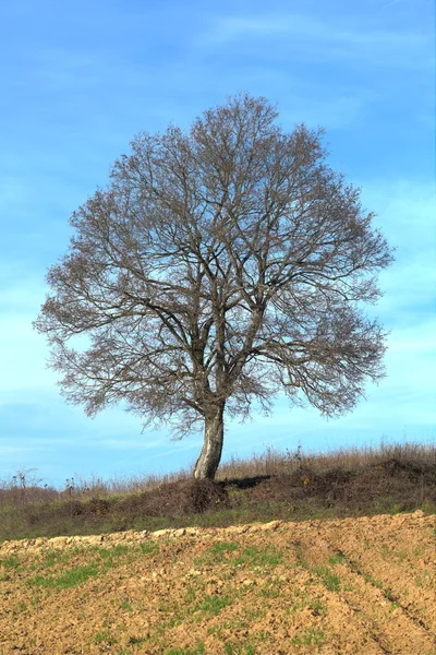 Eikenboom — Stockfoto