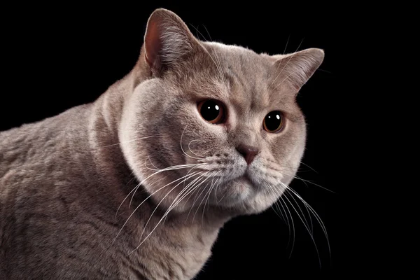 British Short Hair Cat Cutout — Stock Photo, Image