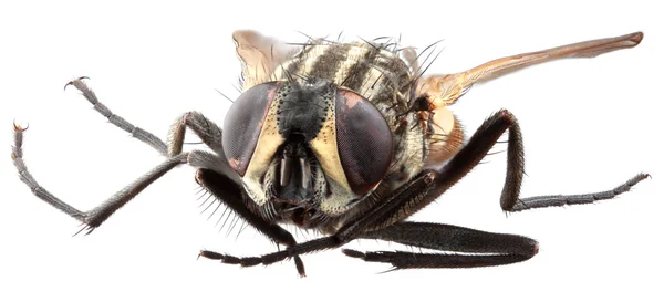 Housefly Macro Close up Cutout — Stock Photo, Image