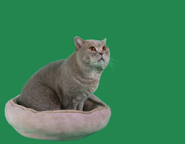 Katt i tupplur cutout — Stockfoto