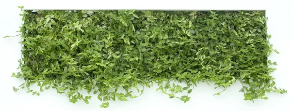 Vertical Garden Cutout — Stock Photo, Image