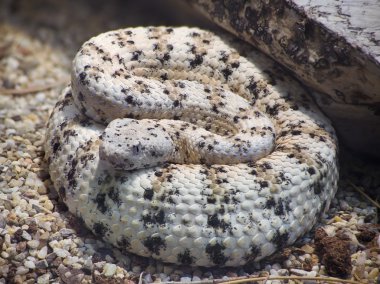 Southwestern Speckled Rattlesnake clipart