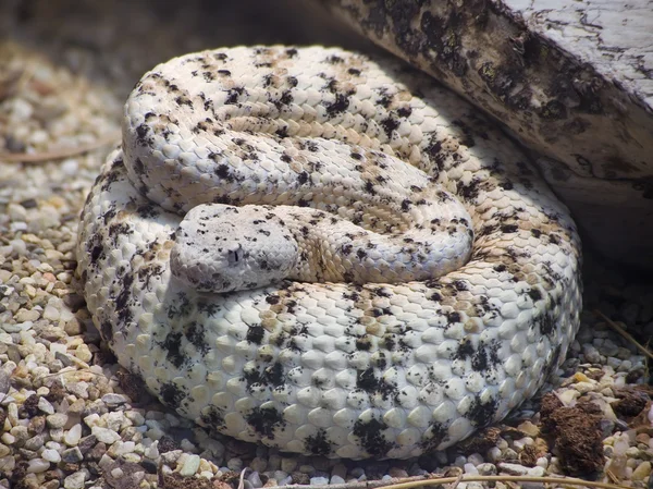 Southwestern Speckled Rattlesnake — Stock Photo, Image