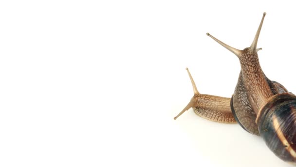 Slug laps de temps 