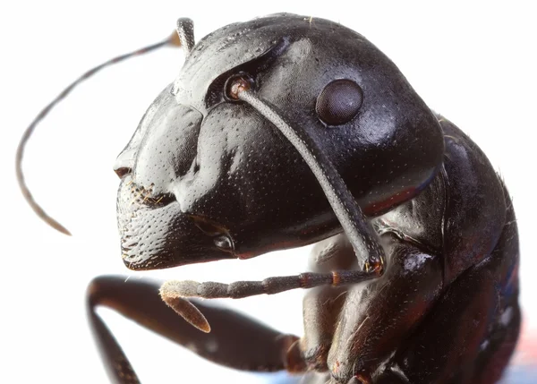 Negro jardín hormiga recorte — Foto de Stock