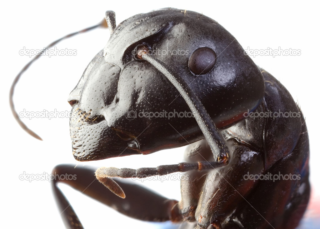 Black Garden Ant Cutout