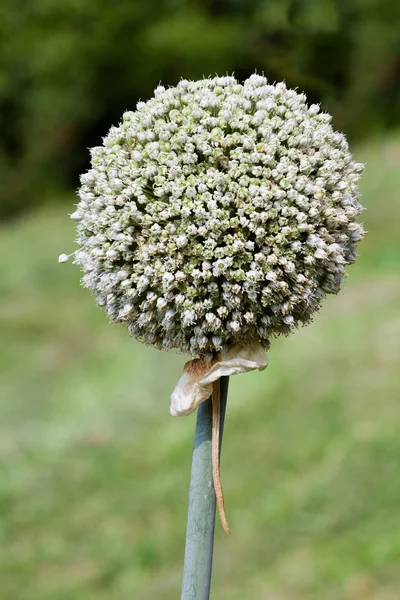 Semilla de ajo — Foto de Stock