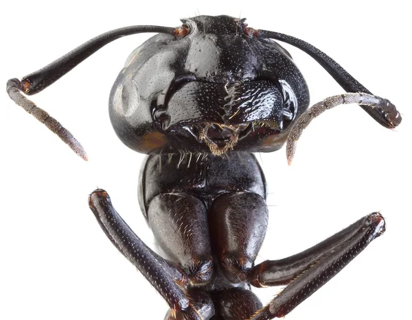 Negro jardín hormiga recorte — Foto de Stock