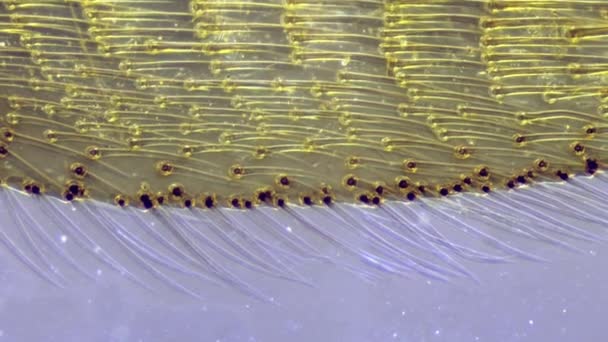 Jambe d'abeille domestique 