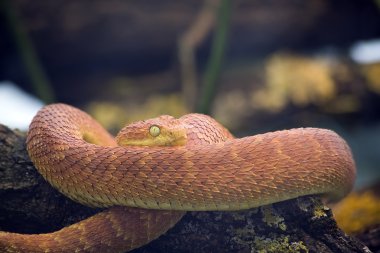 viper yeşil çalı