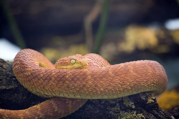 Green Bush Viper — Stock Photo, Image