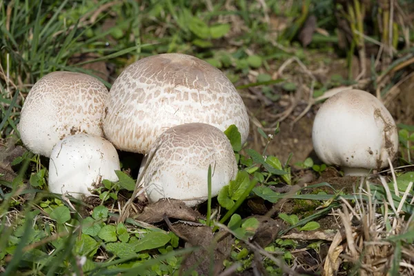Meadow Mushroom — Stock Photo, Image