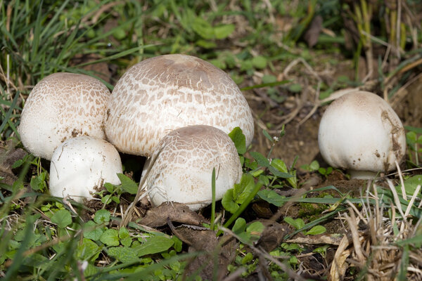 Meadow Mushroom
